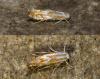 Phyllonorycter sp.